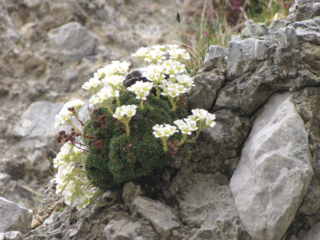 Saxifraga vandellii / Sassifraga di Vandelli